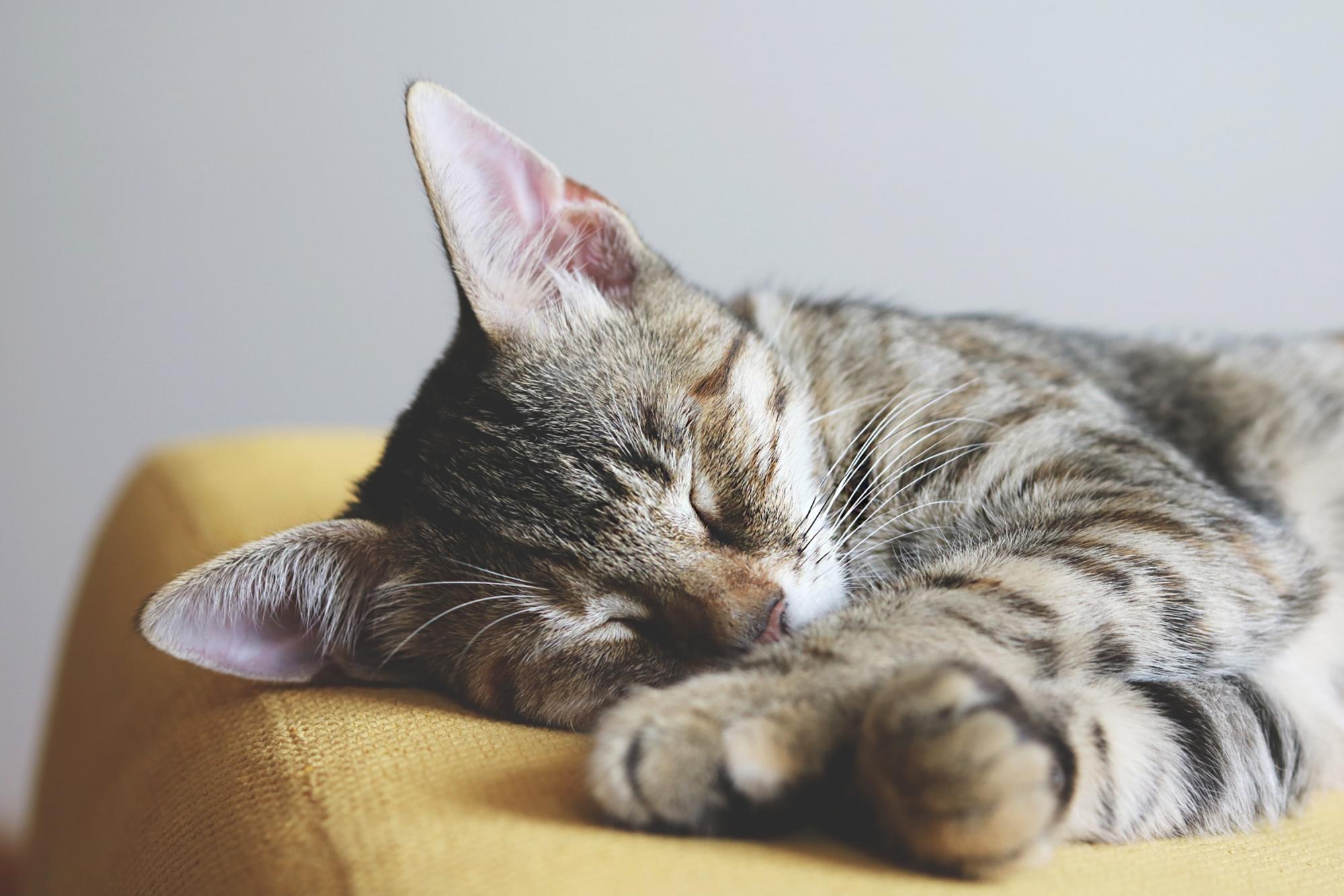 Lazy kitten