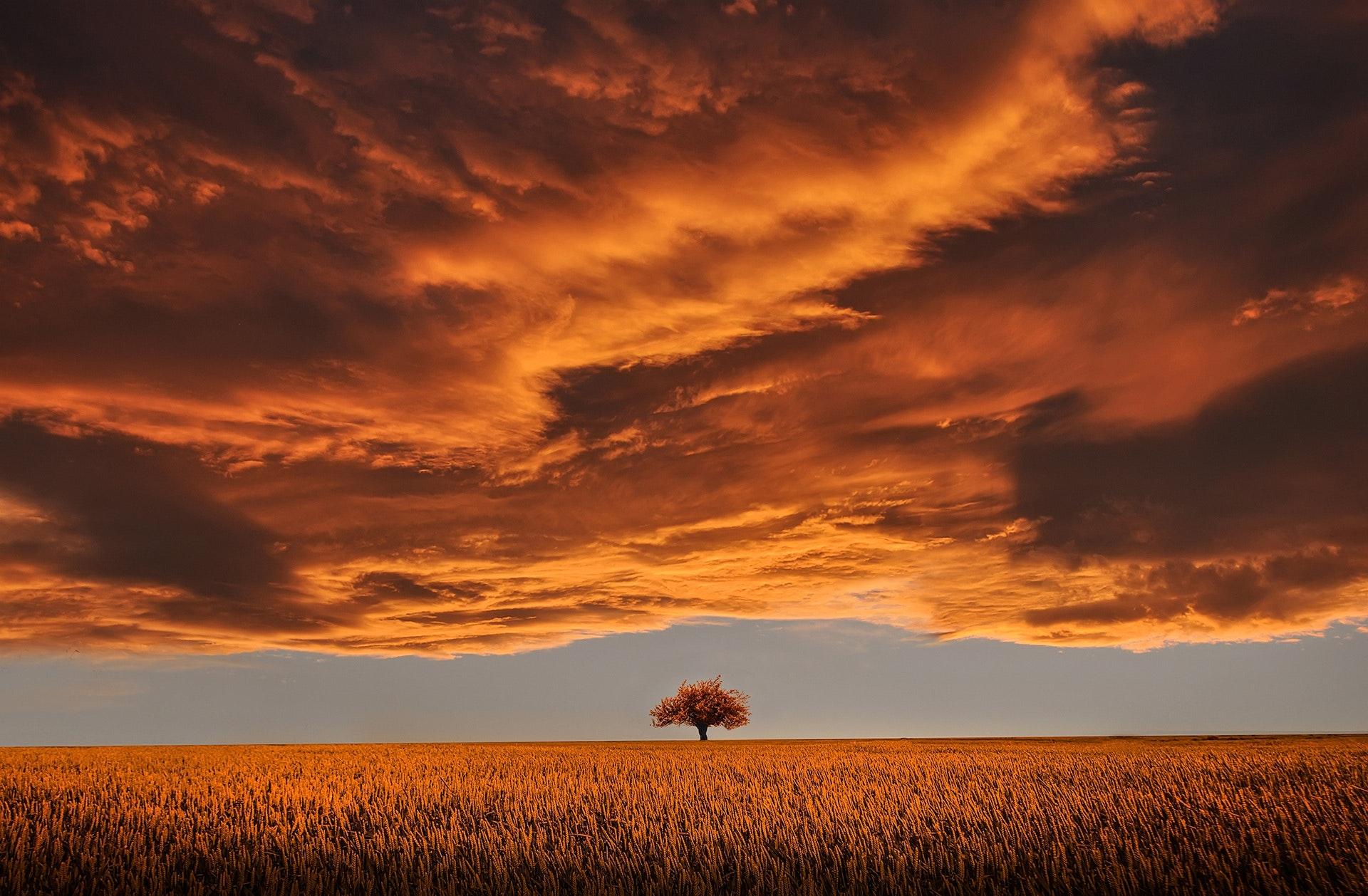 Cloud and tree